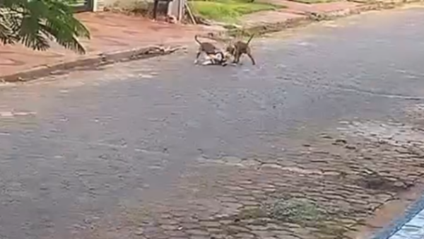 Dos pitbulls destrozan a un caniche en Ciudad del Este