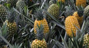 La piña impulsa crecimiento económico de familias rurales con más de 5.000 has cultivadas