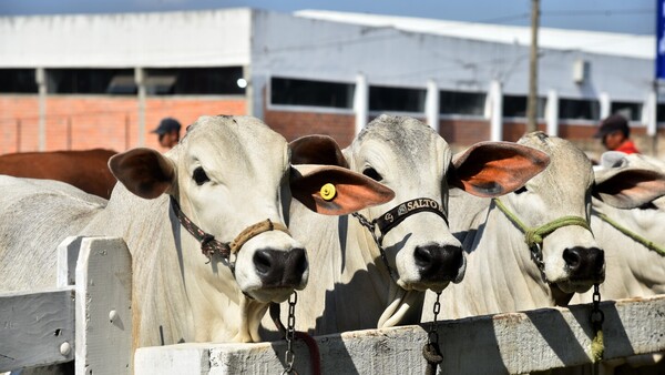 Los ganaderos del Mercosur cuestionan regulación europea