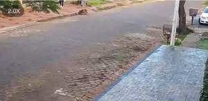 Ciudad del Este: Pitbulls destrozaron a un caniche ante la impotente mirada de su dueña