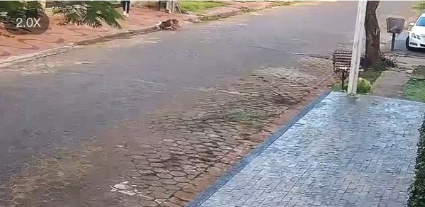Ciudad del Este: Pitbulls destrozaron a un caniche ante la impotente mirada de su dueña