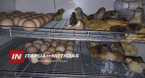 MUNICIPALIDAD DE NVA. ALBORADA ACOMPAÑA EL TRABAJO DE EMPRENDEDORAS RURALES
