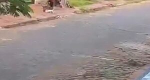 Pitbulls mataron a caniche frente a su dueña - Portal Digital Cáritas Universidad Católica