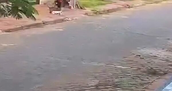 Pitbulls mataron a caniche frente a su dueña - Portal Digital Cáritas Universidad Católica