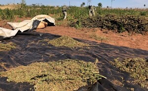 Causan perjuicio de USD 750.000 al eliminar 25 toneladas de marihuana destinado al mercado regional - .::Agencia IP::.