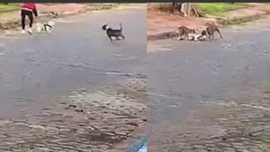 Dos pitbull destrozan a indefenso caniche frente a su dueña en Ciudad del Este