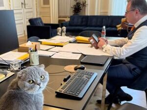 Maximus, el gato Scottish Fold que conquista la política belga - Mascotas - ABC Color
