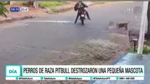 Perros de raza pitbull destrozaron a una pequeña mascota