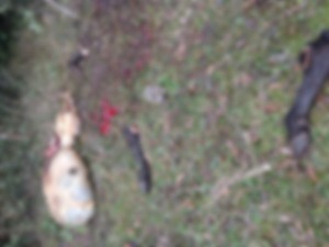 Abigeato en Alborada II: faenan vaca lechera dentro de un piquete