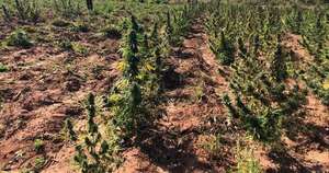 La Nación / Eliminan en Maracaná 25 toneladas de marihuana valuada en USD 750.000