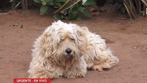 Dos perros evitan asalto a su dueño en Guarambaré
