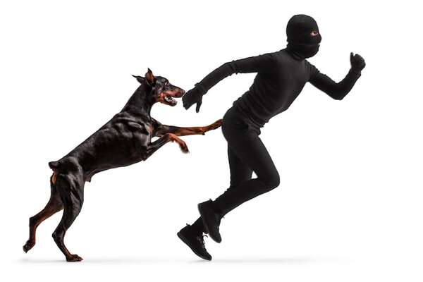 ¿Tu perro protege tu casa? Lo que revelan estudios sobre seguridad - Mascotas - ABC Color