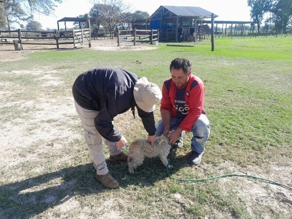 Confirmaron casos de rabia en bovinos en el Chaco