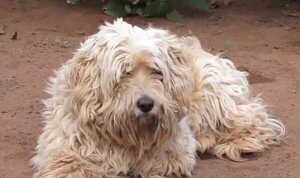Dos perros evitan asalto a su dueño en Guarambaré - Noticiero Paraguay