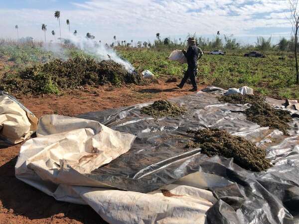 Destruyen una tonelada de marihuana en Maracaná - Policiales - ABC Color