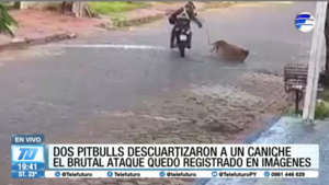 Indignación en CDE: dos Pitbulls descuartizan a un caniche