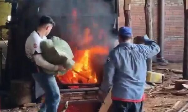 Incineran más de 5 toneladas de marihuana en Coronel Oviedo