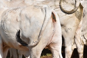 Con ventaja climática y mejores pasturas, los productores encaran mejor los servicios de primavera