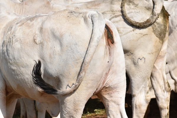Con ventaja climática y mejores pasturas, los productores encaran mejor los servicios de primavera