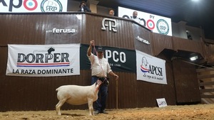Broche de oro para Dorper: ventas totales, muy buenos precios y compras del extranjero