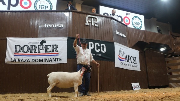 Broche de oro para Dorper: ventas totales, muy buenos precios y compras del extranjero