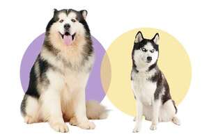 Malamute de Alaska vs Husky Siberiano: diferencias clave que debés conocer - Mascotas - ABC Color