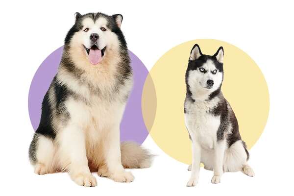 Malamute de Alaska vs Husky Siberiano: diferencias clave que debés conocer - Mascotas - ABC Color