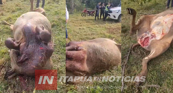 REGISTRARON INTENTO DE ABIGEATO EN CORONEL BOGADO