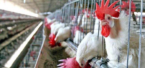 Para fortalecer la producción avícola del Guairá entregan más de G. 700 millones en insumos
