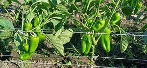 Locote paraguayo se afianza como cultivo estratégico para impulsar la economía rural
