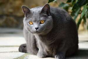 Segunda Guerra Mundial y el Chartreux: la casi extinción del gato azul francés - Mascotas - ABC Color