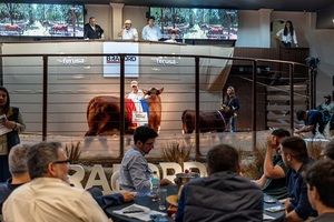 Braford con ventas totales, precios históricos y proyecto de futuro que muestra sus frutos