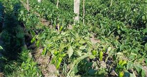 El locote paraguayo se afianza como cultivo estratégico para impulsar la economía rural