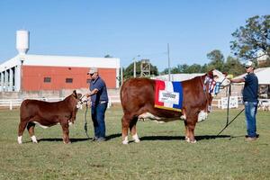 Isabel, la vaca que “lo hizo todo bien en su vida” y marcó un precio histórico para la Braford