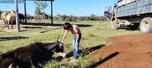 Abigeato en el Chaco trunca sueño familiar - Noticias del Chaco - ABC Color