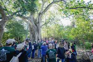 “Colosos de la Tierra”: postulá a tu árbol favorito - ADN Digital