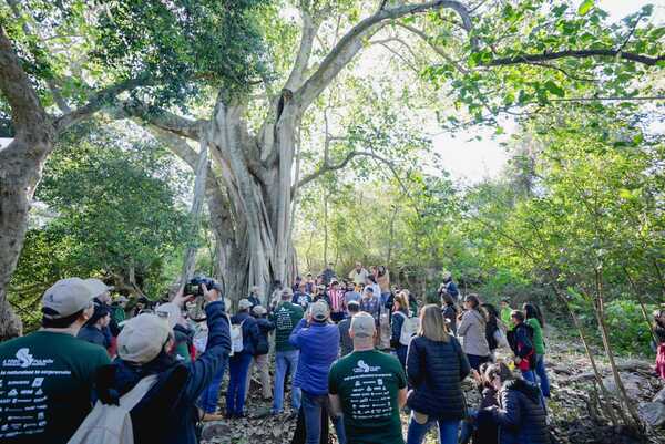 “Colosos de la Tierra”: postulá a tu árbol favorito - ADN Digital