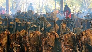 Fiesta de la Costilla de Naranjal espera a miles de comensales