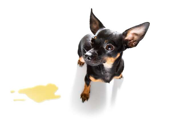 Perro que orina dentro de casa: causas y cómo corregirlo fácilmente - Mascotas - ABC Color