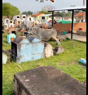 Popular / (VIDEO)¡Toro persiguió a yiyis en un cementerio!: "Casi nos quedamos ahí"