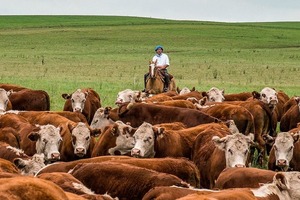 Uruguay: con un novillo en US$ 5,10, el mercado transita una etapa de estabilidad
