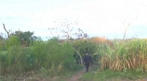 Buscan al hermano del sospechoso del crimen de una niña de 11 años