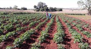MAG verifica óptimo desarrollo de producción de papa
