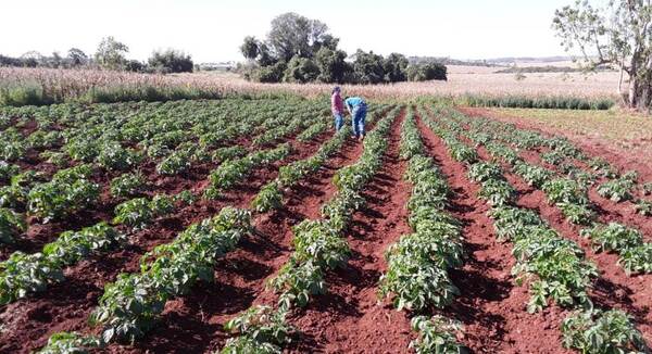 MAG verifica óptimo desarrollo de producción de papa