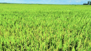 Arroz gana espacio en Región Oriental