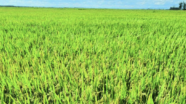 Arroz gana espacio en Región Oriental
