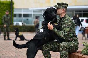 Perros terapeutas ayudan a sanar a soldados heridos en Colombia - Mascotas - ABC Color