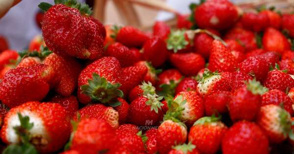 La Nación / Agricultores familiares diversifican la producción de Ñeembucú con frutillas