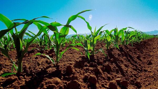 Alto Paraná concentra la mitad del área sembrada de soja y maíz en la zafriña 2025