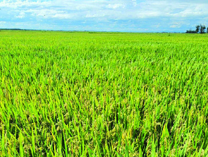 Zafra 2024-2025: cultivo de arroz gana terreno en la Regi贸n Oriental